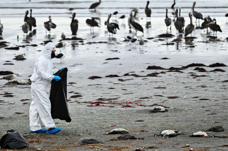 A mass seabird death in Chile is not due to avian flu